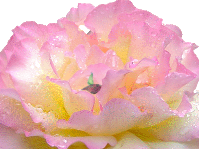 rogif1.gif