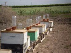 Alimentadores para las pobres abejas que no se pueden defender.