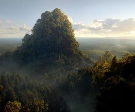 Forêt des Elfes